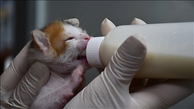 В турецкой Адане кошке сделали кесарево сечение