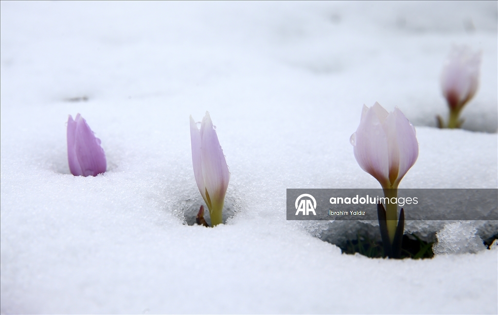 Muş Ovası'nda "baharın habercisi" çiğdemler kar altında kaldı
