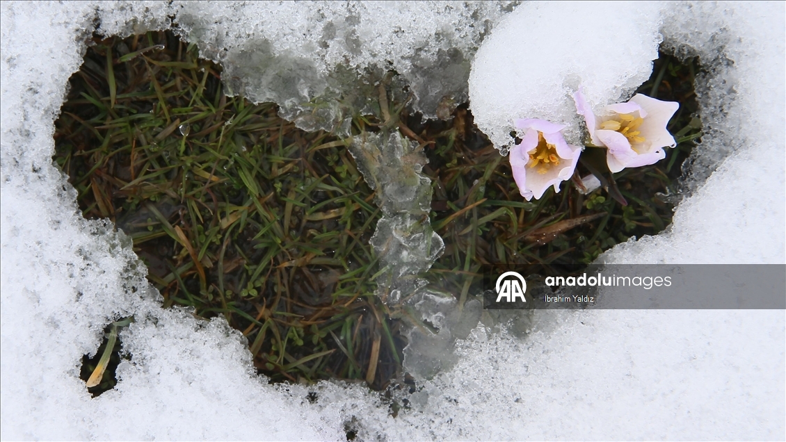 Muş Ovası'nda "baharın habercisi" çiğdemler kar altında kaldı
