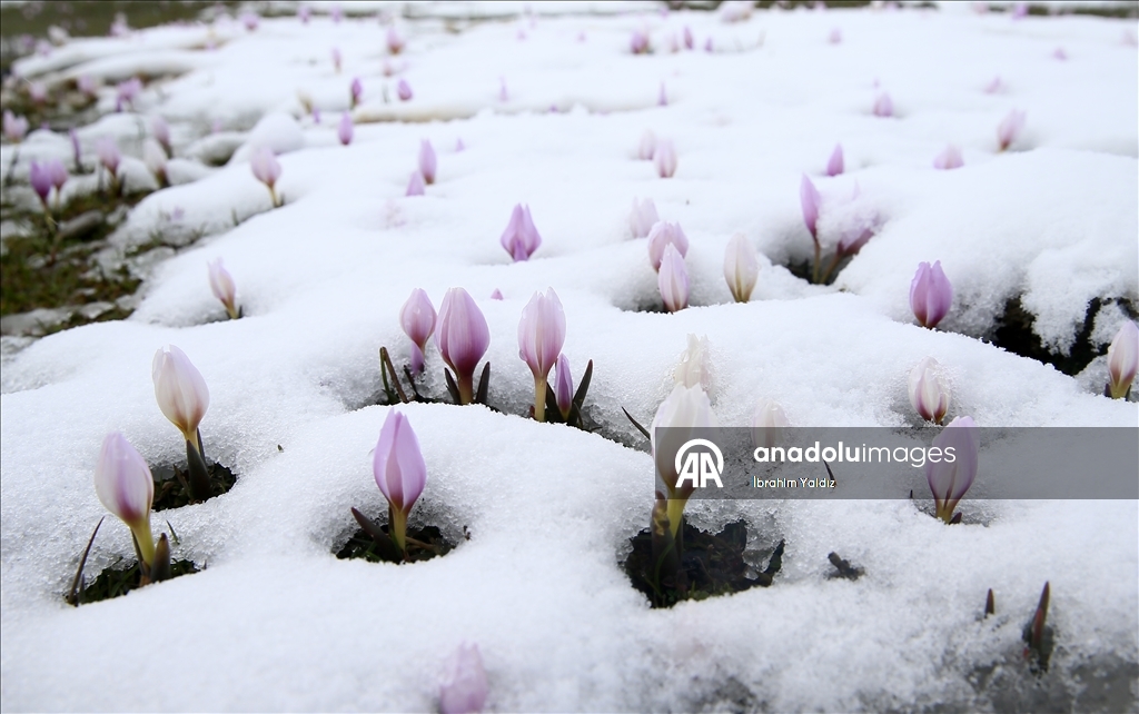 Muş Ovası'nda "baharın habercisi" çiğdemler kar altında kaldı