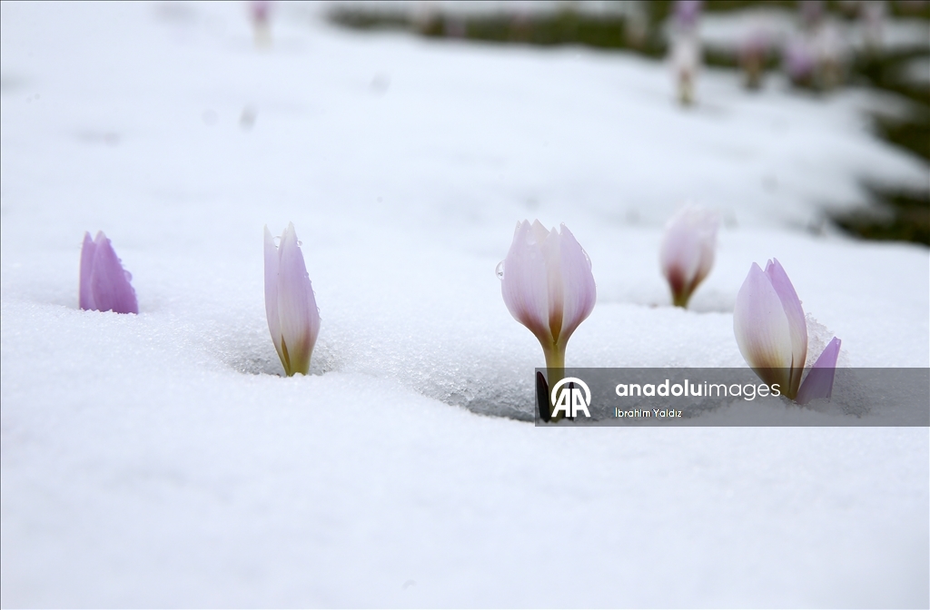Muş Ovası'nda "baharın habercisi" çiğdemler kar altında kaldı
