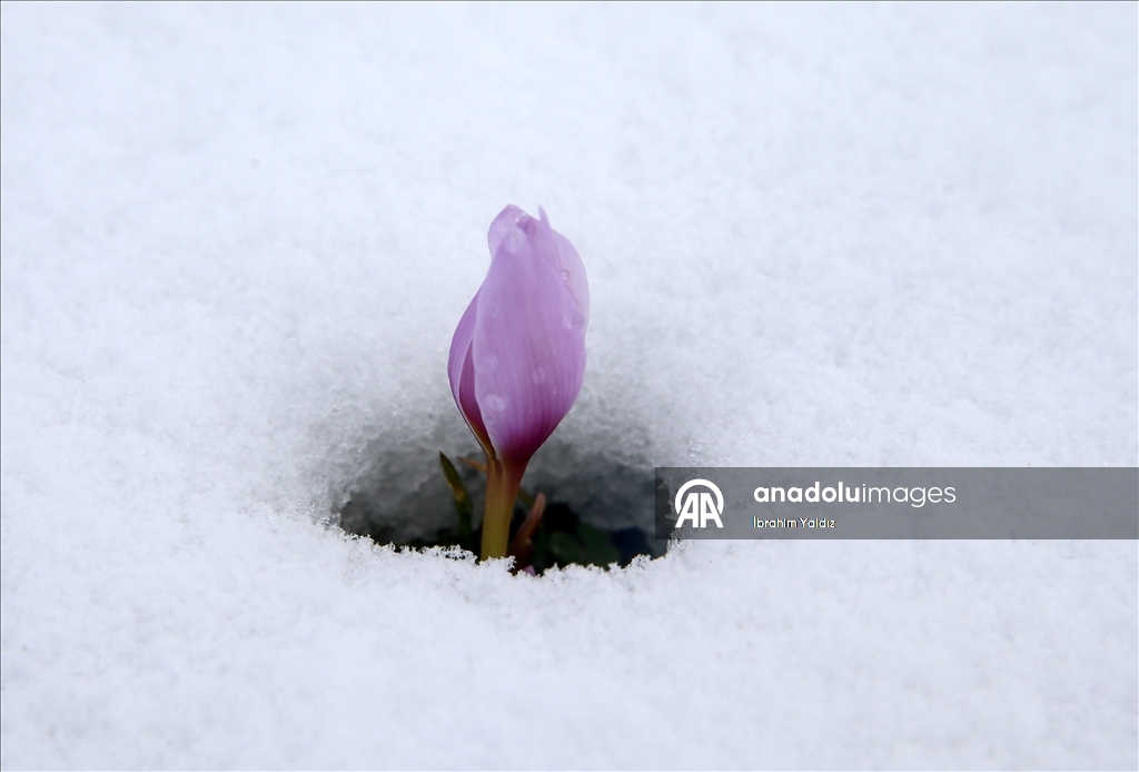 Muş Ovası'nda "baharın habercisi" çiğdemler kar altında kaldı