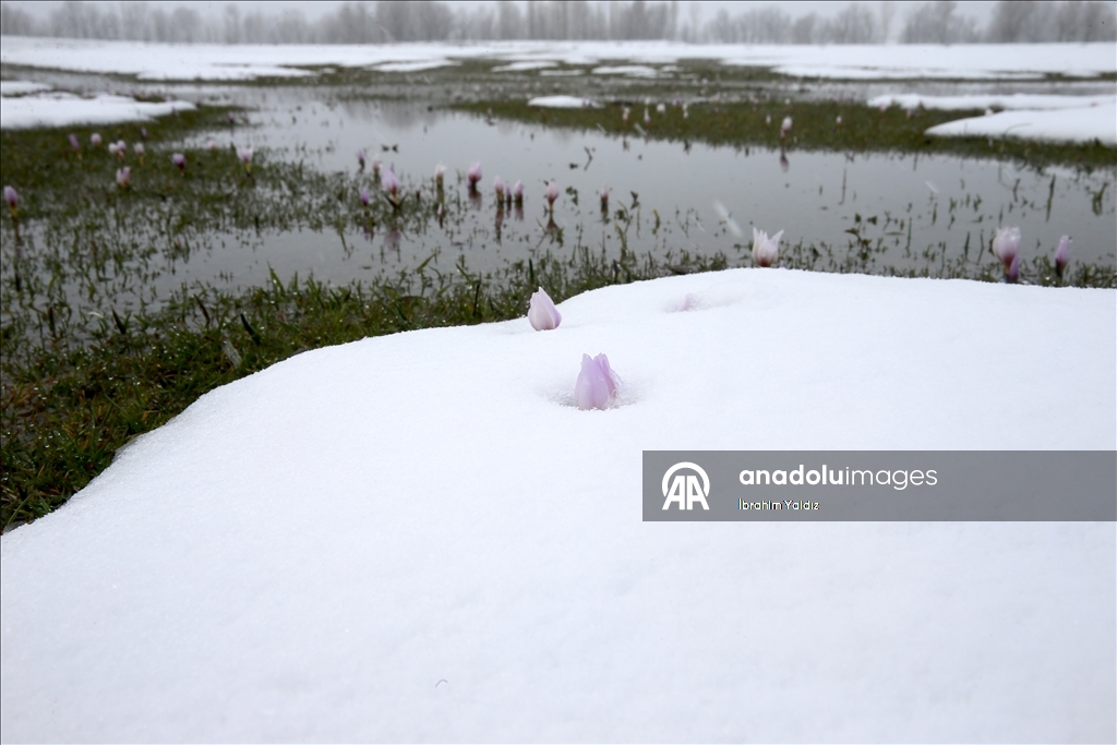 Muş Ovası'nda "baharın habercisi" çiğdemler kar altında kaldı