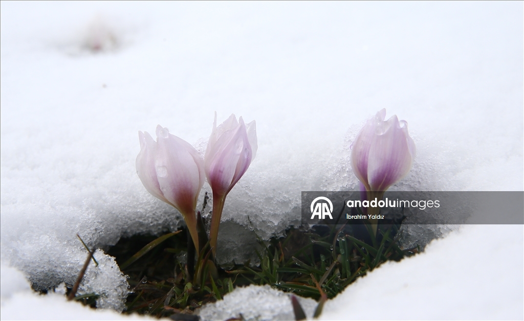 Muş Ovası'nda "baharın habercisi" çiğdemler kar altında kaldı