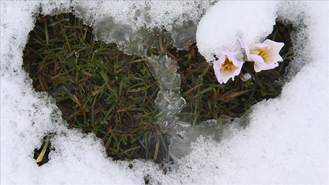 Muş Ovası'nda "baharın habercisi" çiğdemler kar altında kaldı