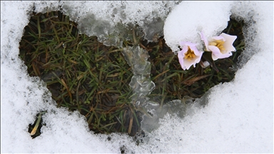 Muş Ovası'nda "baharın habercisi" çiğdemler kar altında kaldı