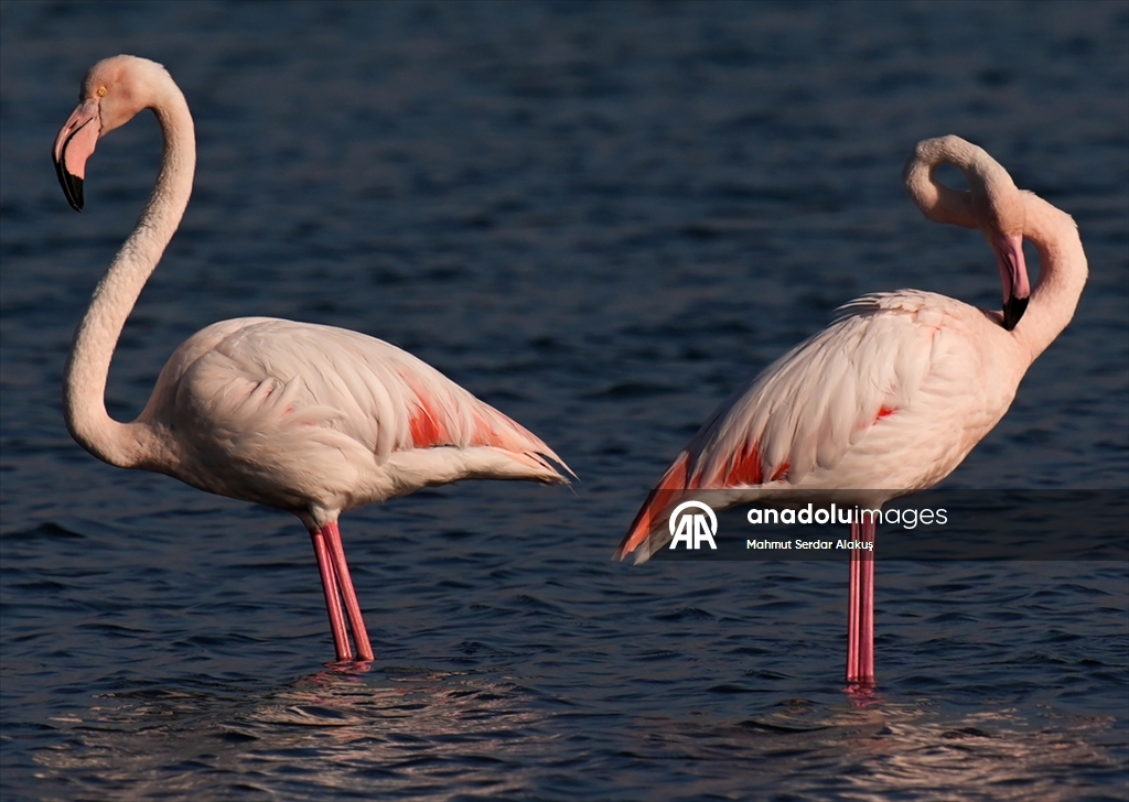 Meles Deltası'nın kışlık misafirleri