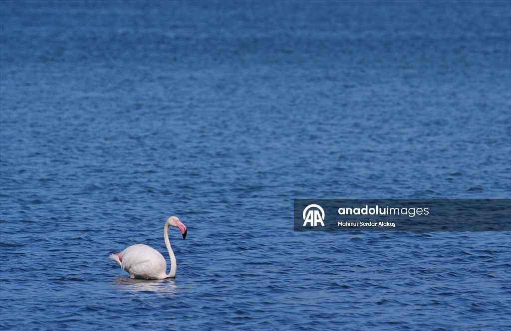 Meles Deltası'nın kışlık misafirleri