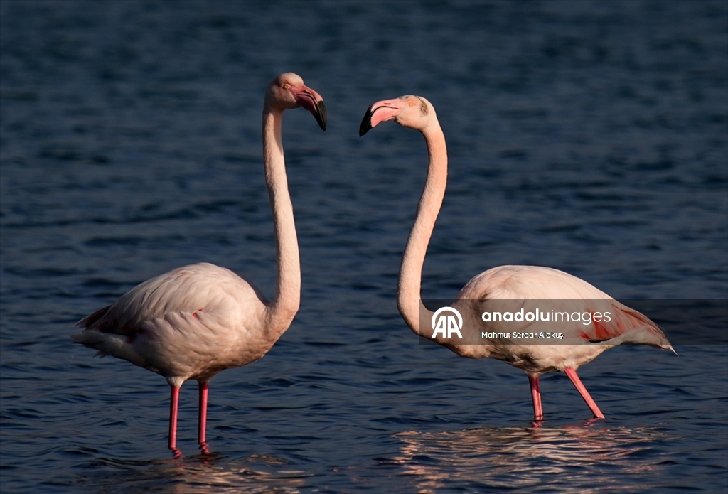 Meles Deltası'nın kışlık misafirleri