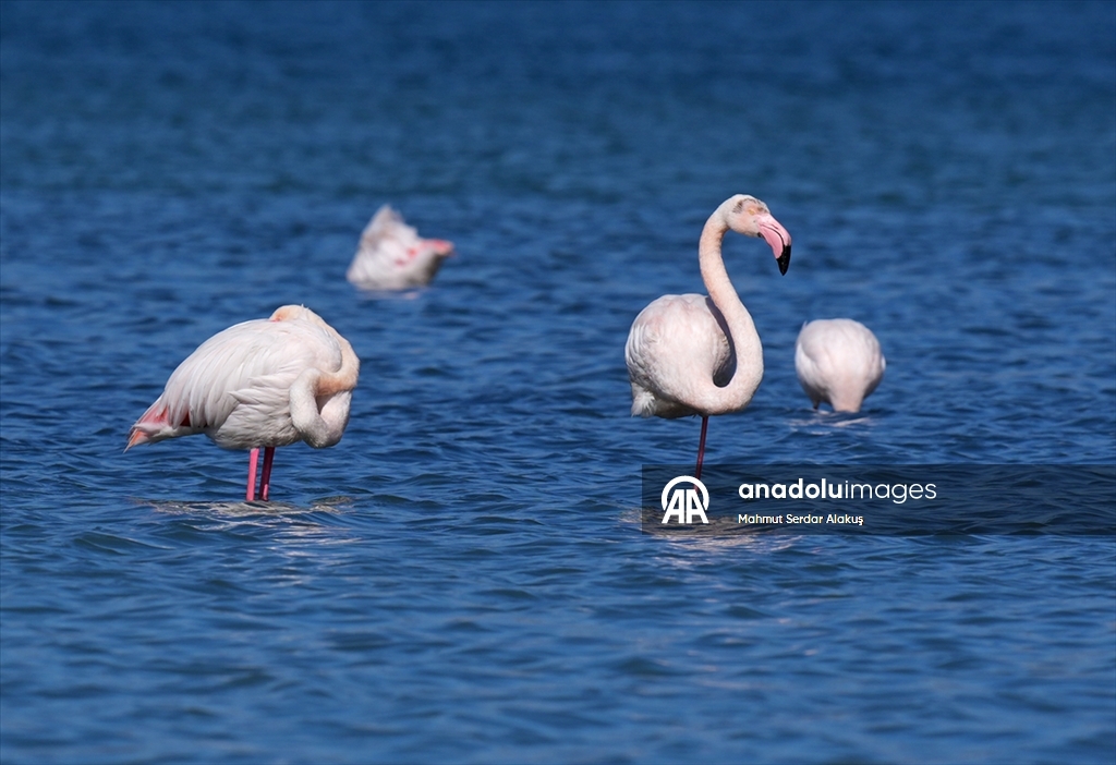 Meles Deltası'nın kışlık misafirleri