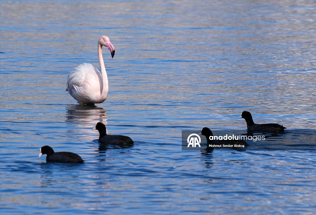 Meles Deltası'nın kışlık misafirleri