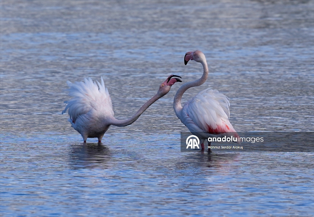 Meles Deltası'nın kışlık misafirleri