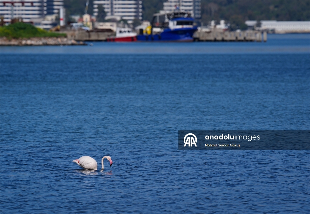 Meles Deltası'nın kışlık misafirleri