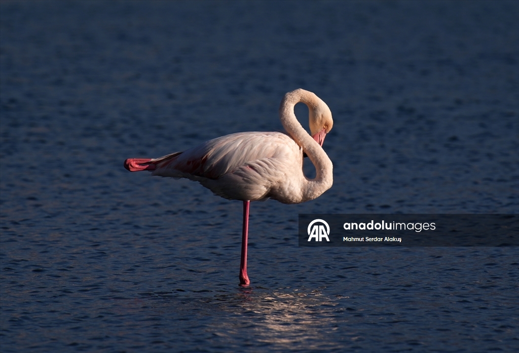 Meles Deltası'nın kışlık misafirleri