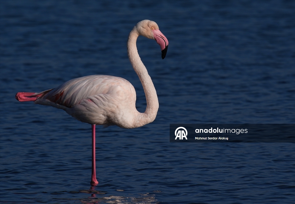 Meles Deltası'nın kışlık misafirleri
