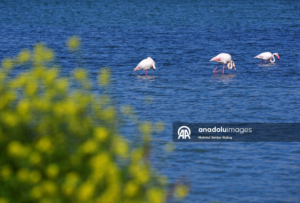 Meles Deltası'nın kışlık misafirleri