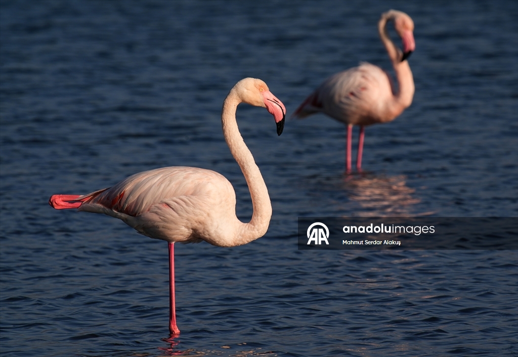 Meles Deltası'nın kışlık misafirleri