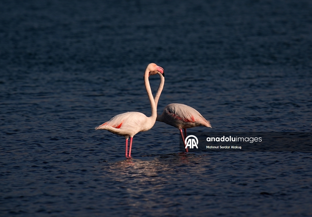 Meles Deltası'nın kışlık misafirleri