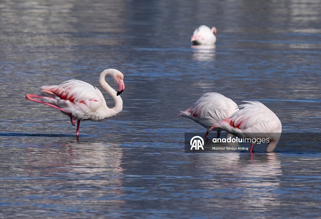 Meles Deltası'nın kışlık misafirleri