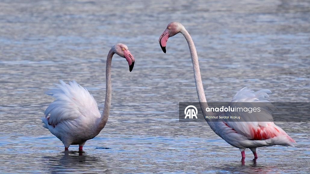 Meles Deltası'nın kışlık misafirleri