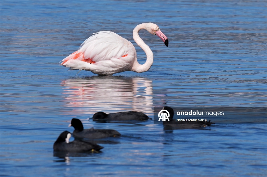 Meles Deltası'nın kışlık misafirleri