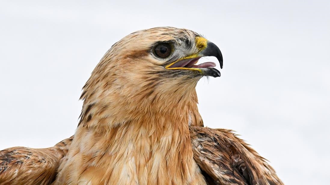 "Yaralı kanatlar" Van'daki merkezde yapılan tedaviyle hayata tutunuyor