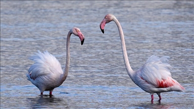 Meles Deltası'nın kışlık misafirleri