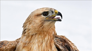"Yaralı kanatlar" Van'daki merkezde yapılan tedaviyle hayata tutunuyor