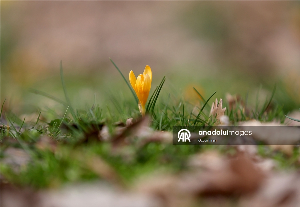 Kırklareli'nde bahar renkleri Istranca ormanlarını süsledi