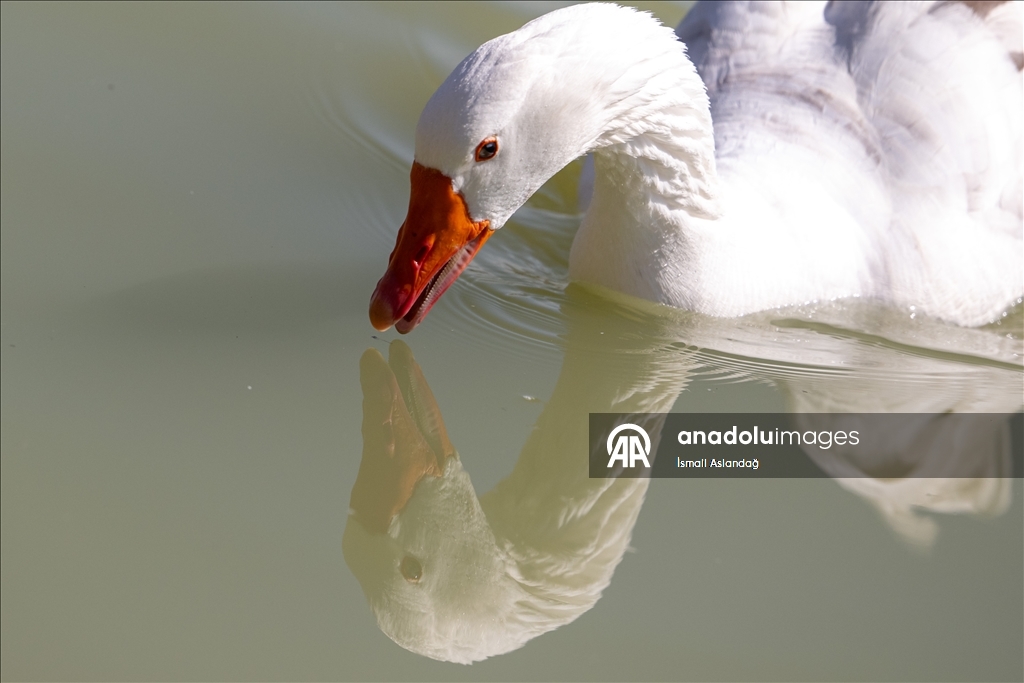 Дикая природа в Анкаре