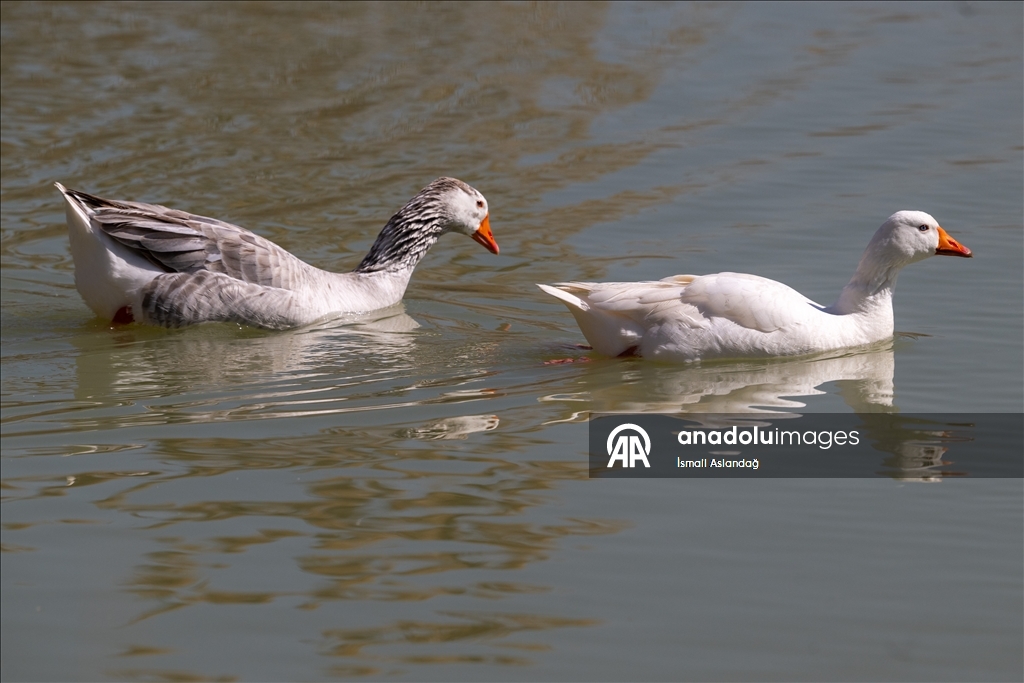 Дикая природа в Анкаре