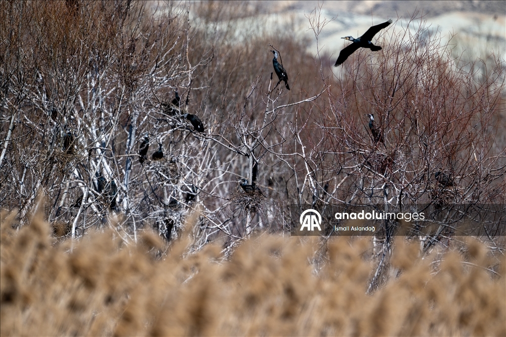 Дикая природа в Анкаре