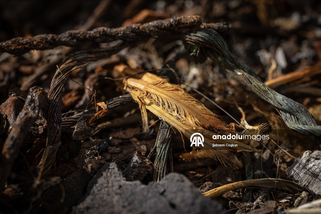 Природа Антарктиды под давлением пластиковых отходов