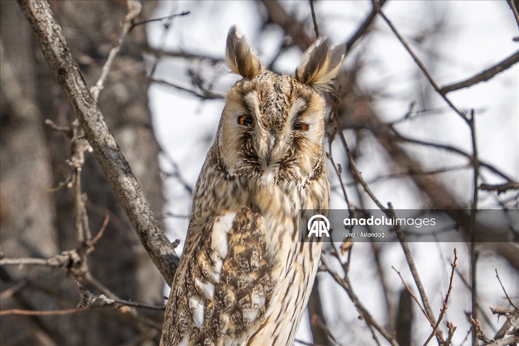 Дикая природа в Анкаре