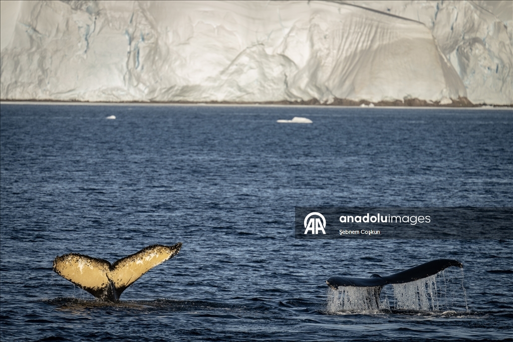 Antarktika’da doğal yaşam, plastik atıklar ve iklim baskısı altında