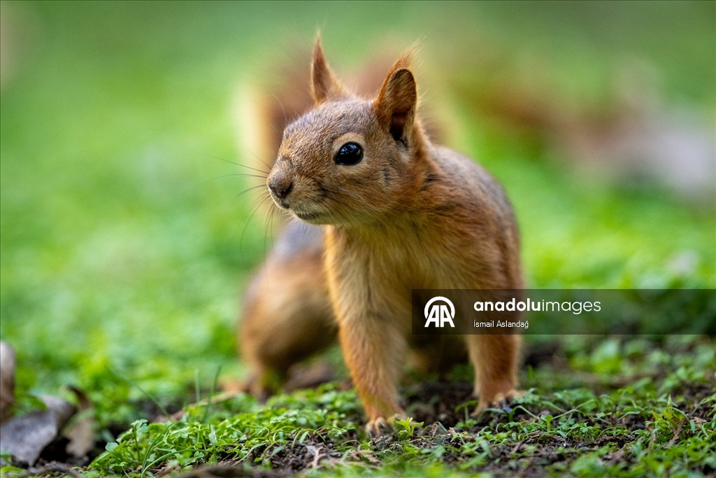 Ankara'da yaban hayatı