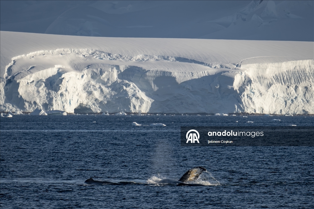 Antarktika’da doğal yaşam, plastik atıklar ve iklim baskısı altında