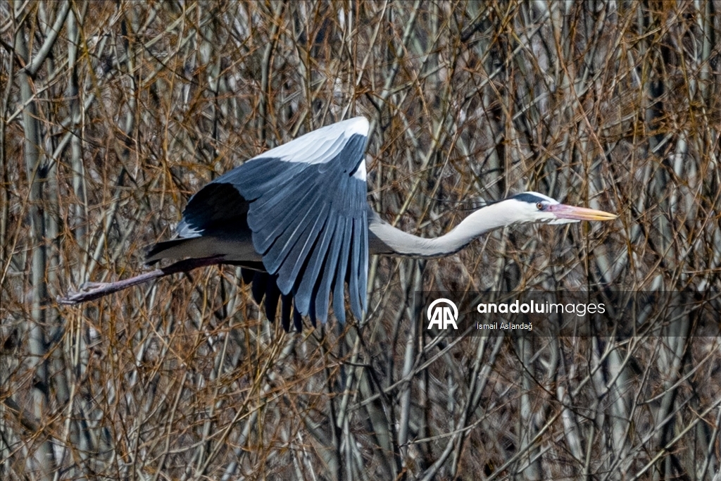 Ankara'da yaban hayatı