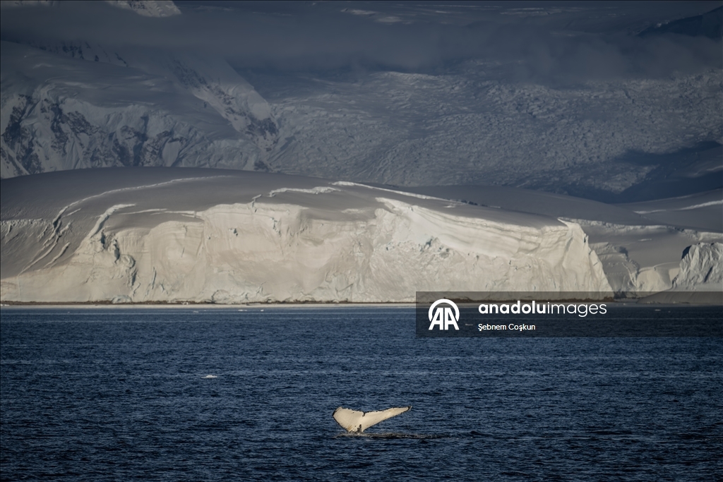 Antarktika’da doğal yaşam, plastik atıklar ve iklim baskısı altında