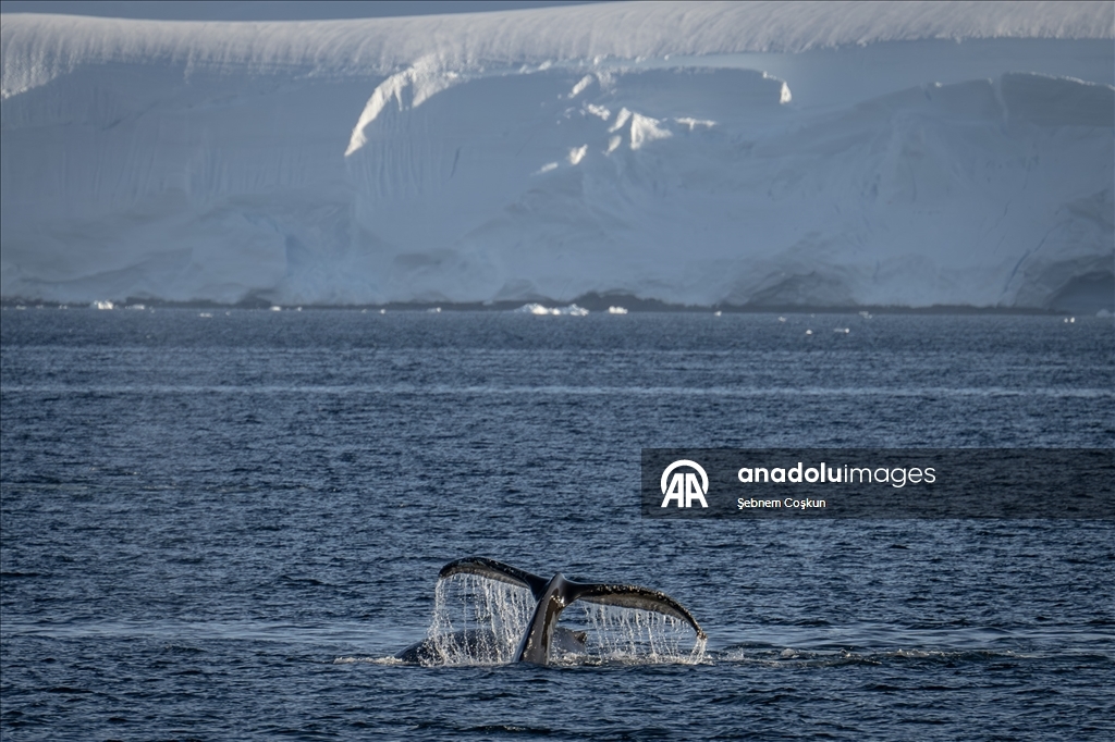Antarktika’da doğal yaşam, plastik atıklar ve iklim baskısı altında