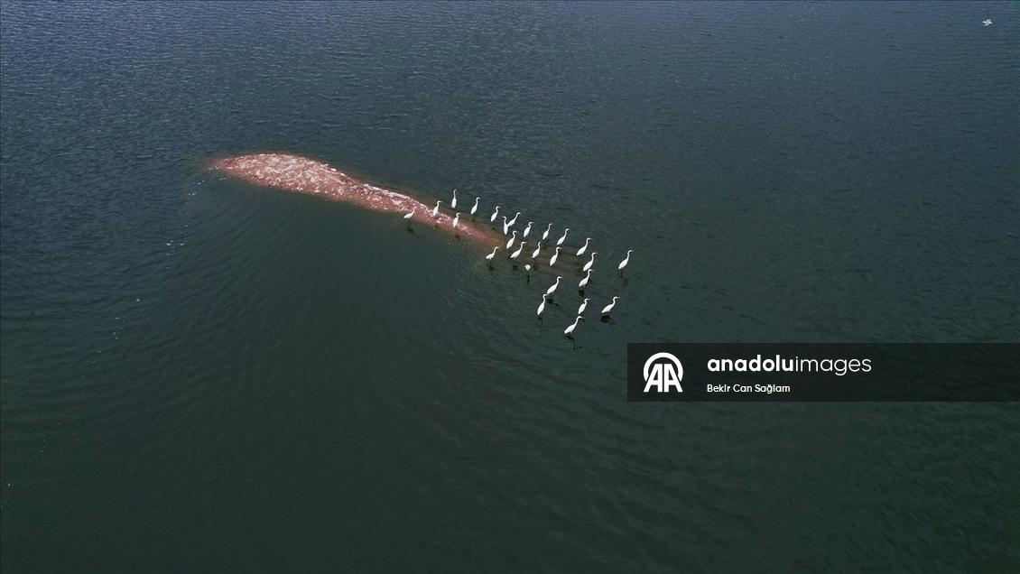 Kabaklı Göleti’nde yağışlarla su seviyesi yükseldi, kuşlar geri döndü
