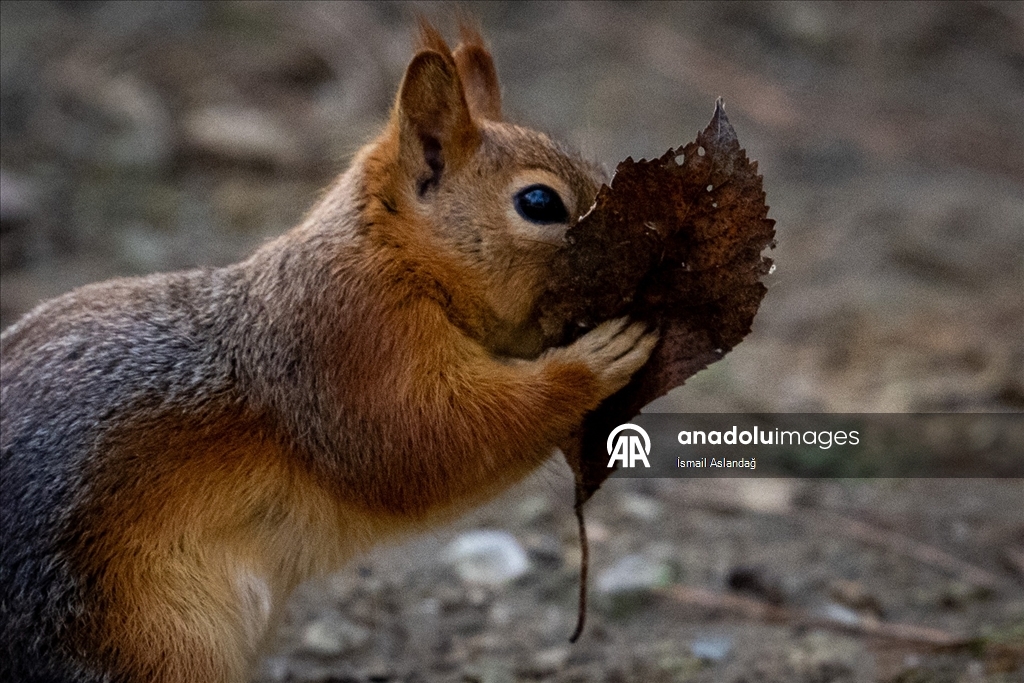 Ankara'da yaban hayatı