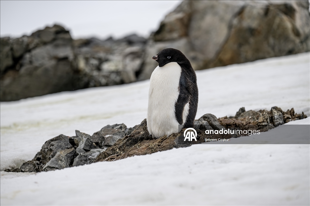 Antarktika’da doğal yaşam, plastik atıklar ve iklim baskısı altında