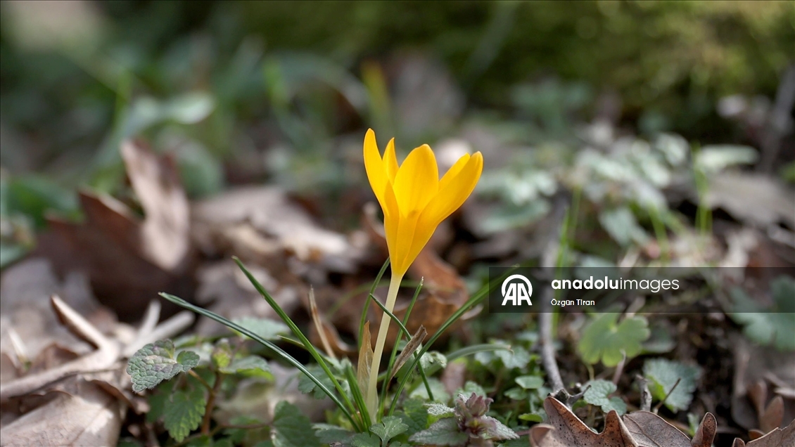 Kırklareli'nde bahar renkleri Istranca ormanlarını süsledi