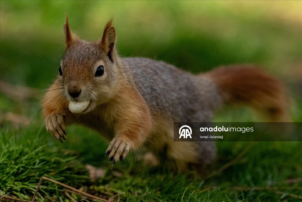 Ankara'da yaban hayatı