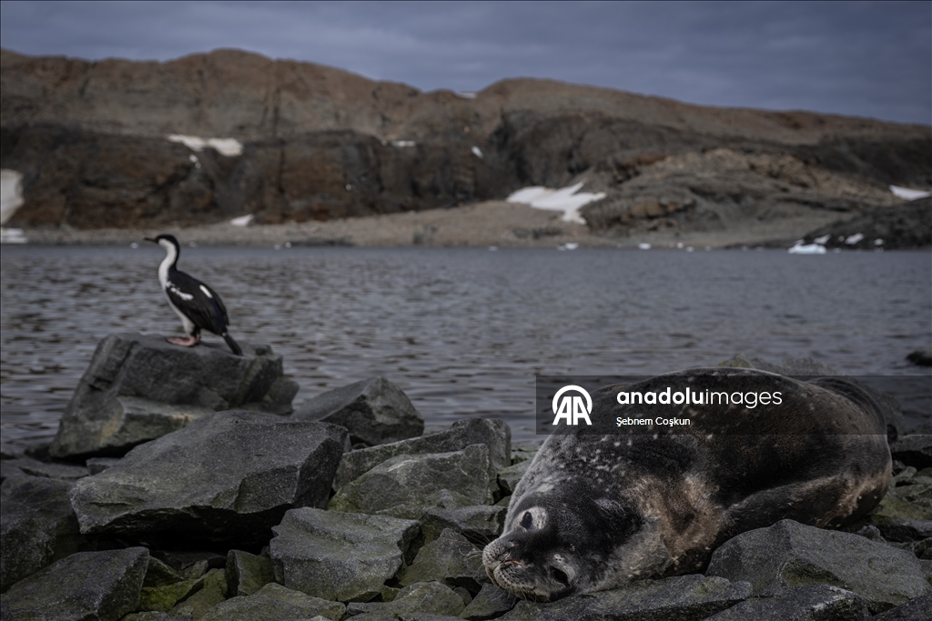 Antarktika’da doğal yaşam, plastik atıklar ve iklim baskısı altında