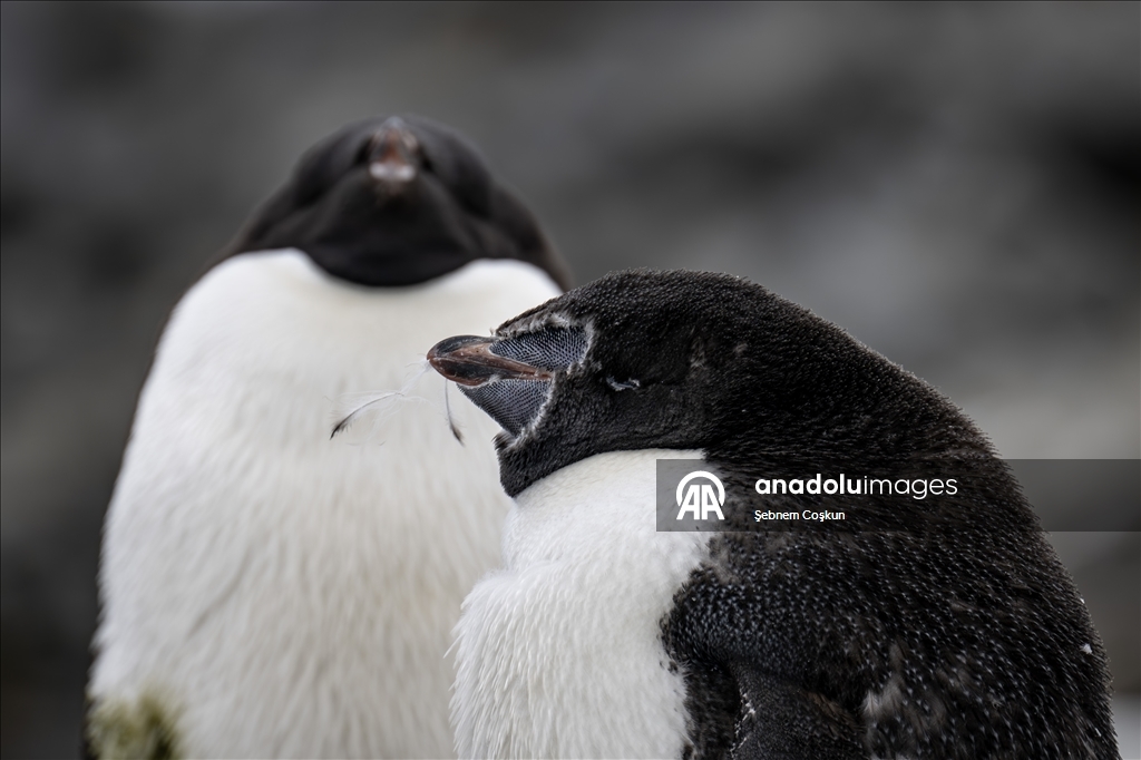 Antarktika’da doğal yaşam, plastik atıklar ve iklim baskısı altında