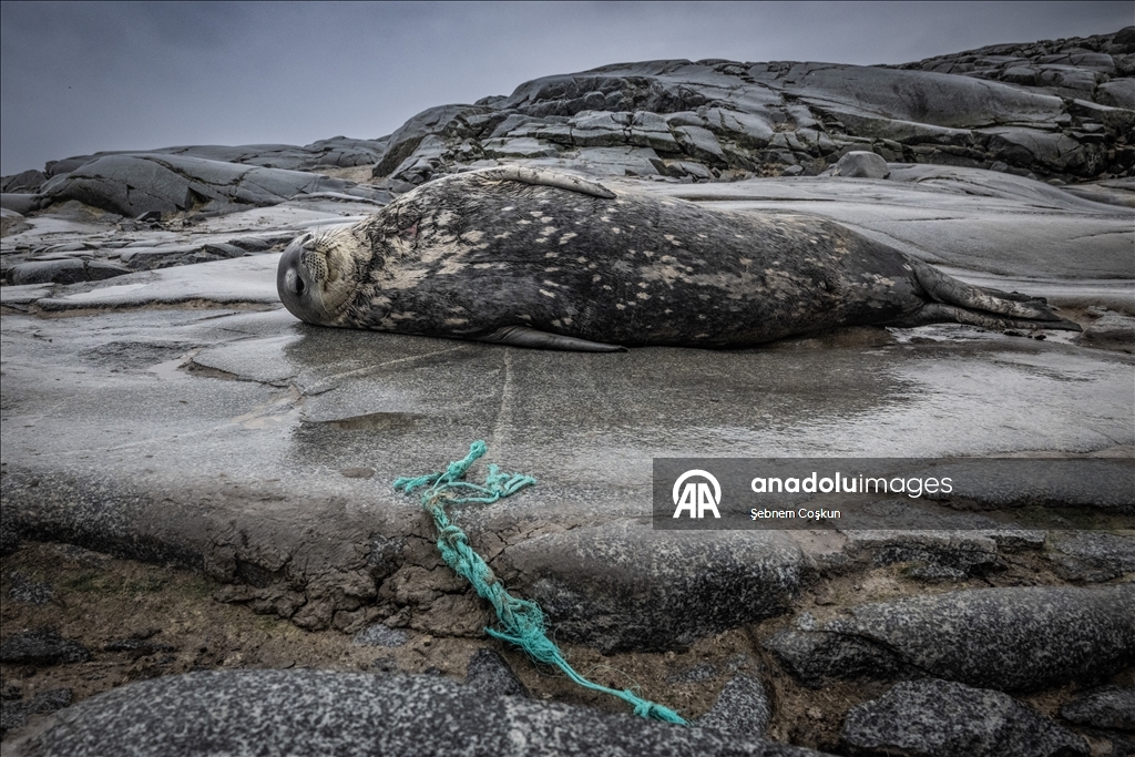 Antarktika’da doğal yaşam, plastik atıklar ve iklim baskısı altında