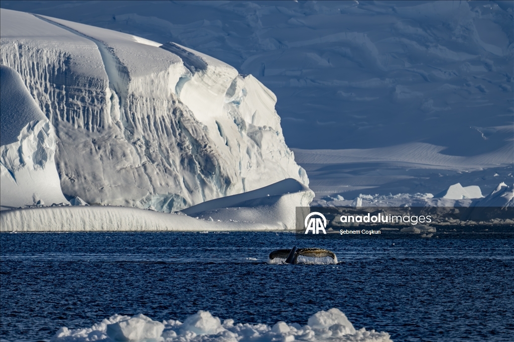 Antarktika’da doğal yaşam, plastik atıklar ve iklim baskısı altında