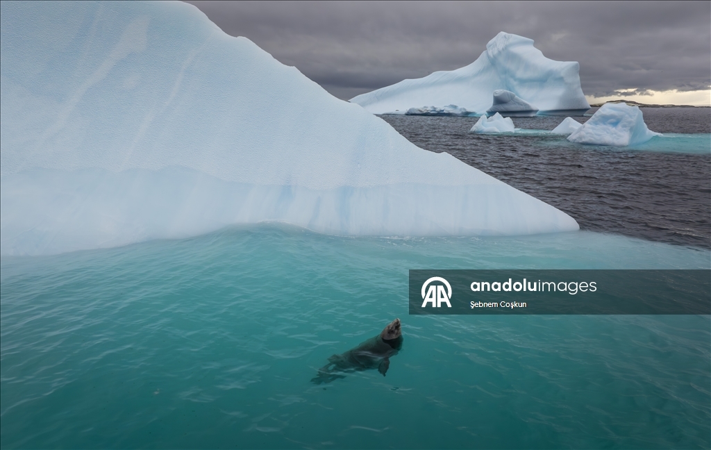 Природа Антарктиды под давлением пластиковых отходов